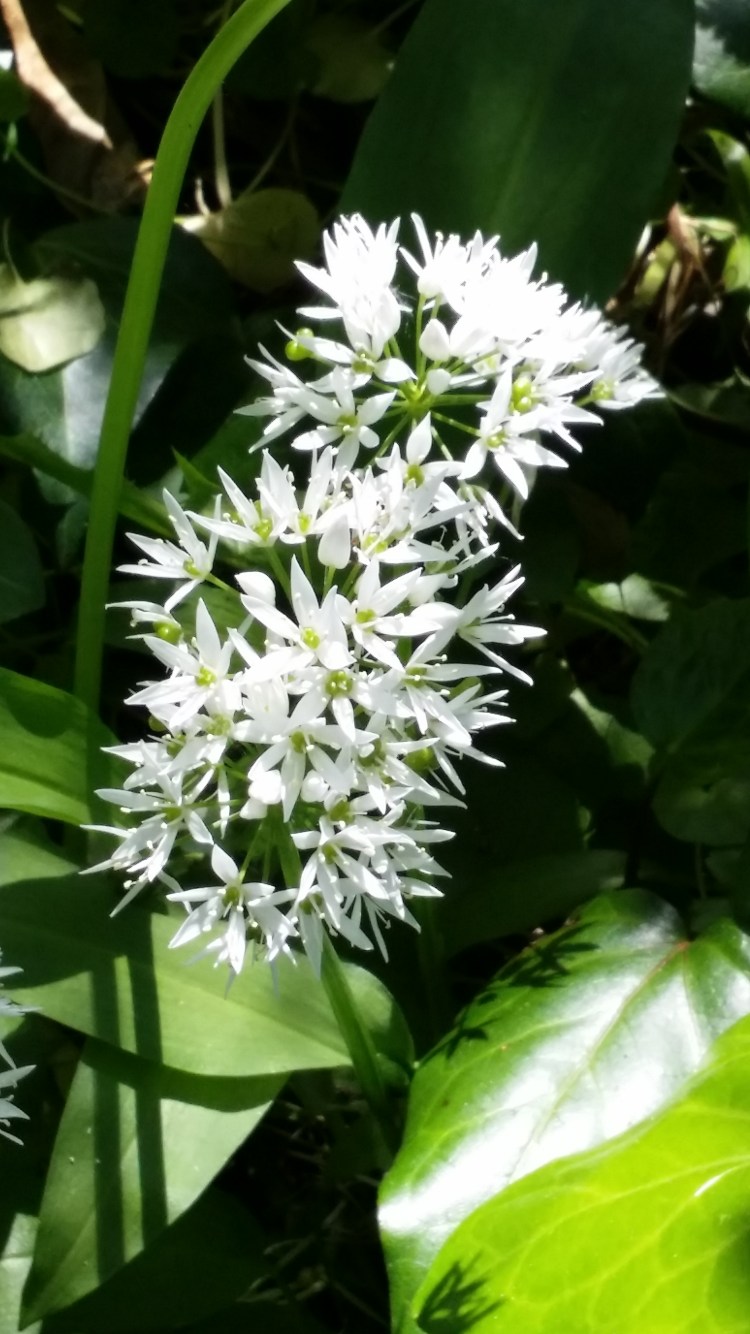 Wild garlic, close-up
