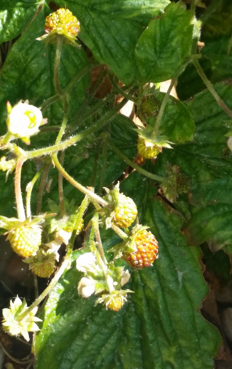 Wild strawberries ripening 2020 May