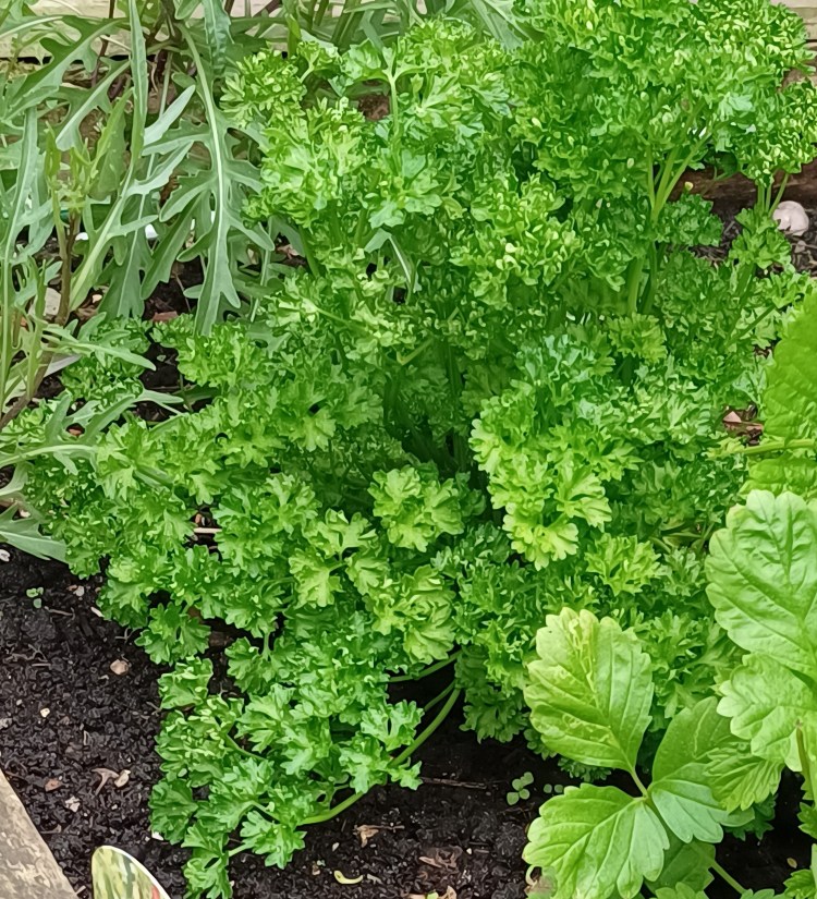 Parsley in my garden_Monk2025