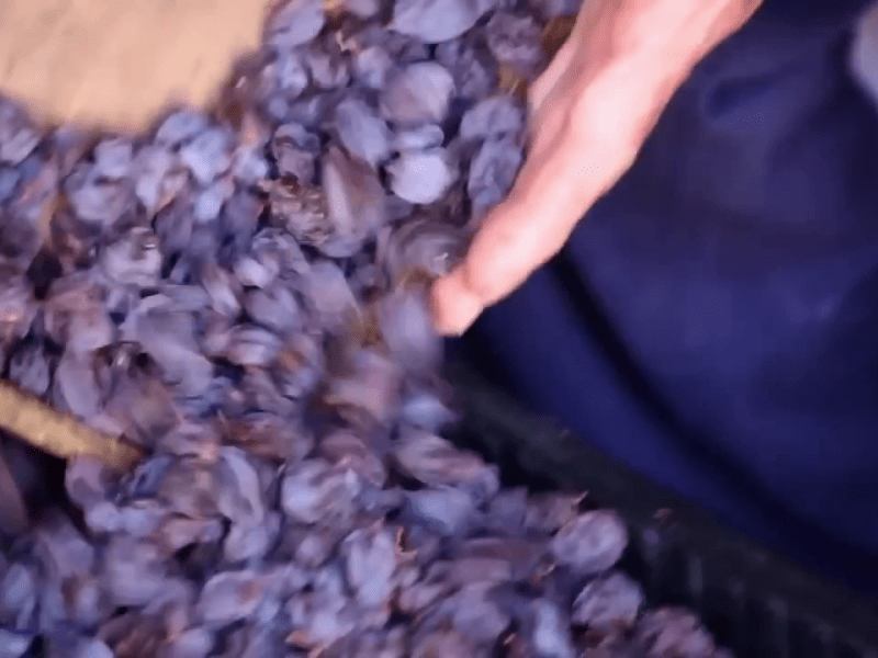 Shining a light on… great&nbsp;raisins